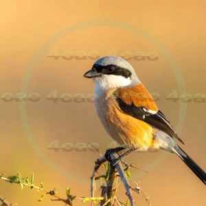 4cP013043AI生成素材