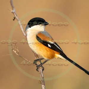 4cP013044AI生成素材