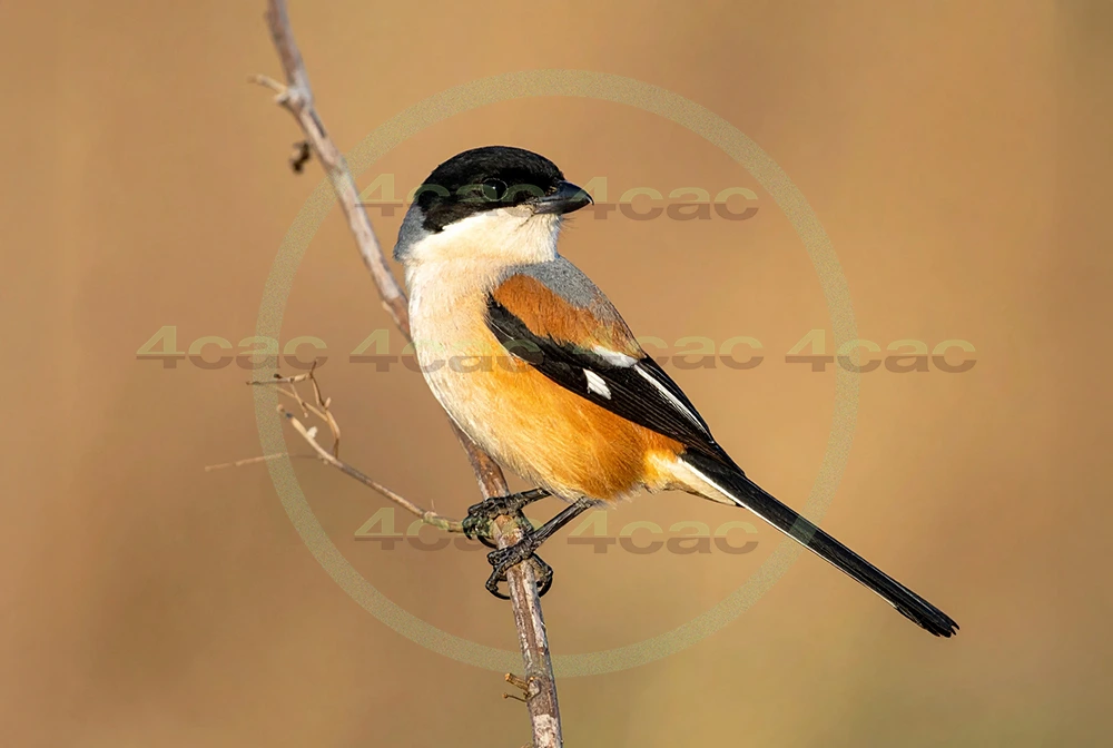 4cP013044AI生成素材