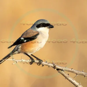 4cP013045AI生成素材