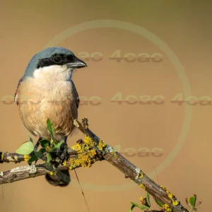 4cP013046AI生成素材