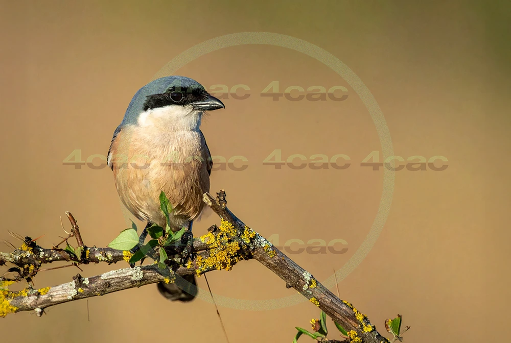 4cP013046AI生成素材