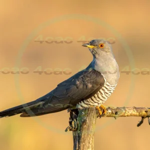 4cP013051AI生成素材