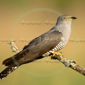 4cP013052AI生成素材