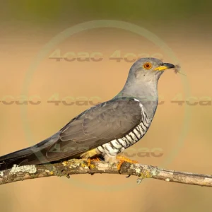 4cP013053AI生成素材