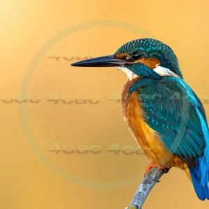 4cP013054AI生成素材