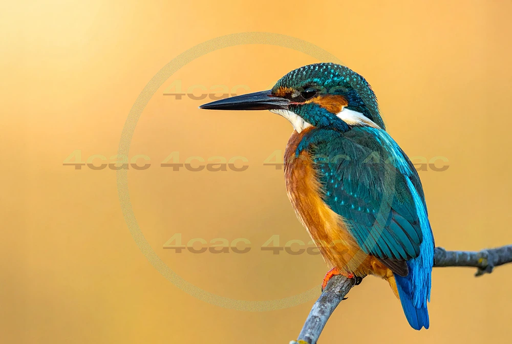 4cP013054AI生成素材