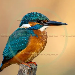 4cP013055AI生成素材