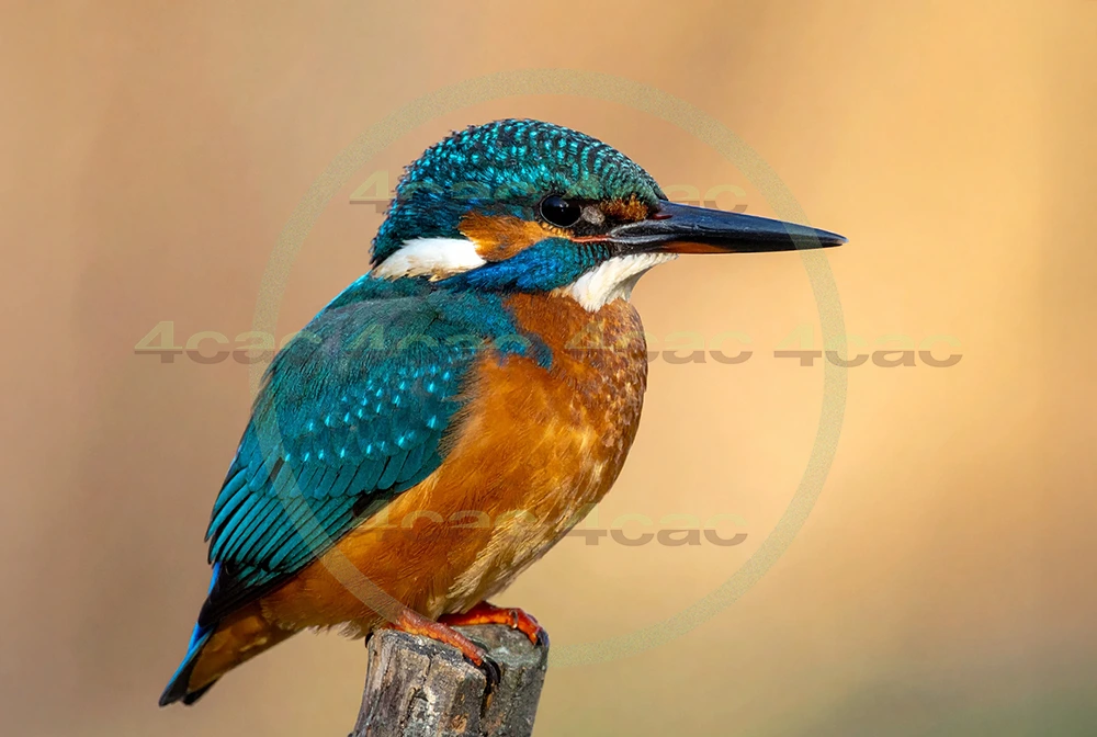 4cP013055AI生成素材