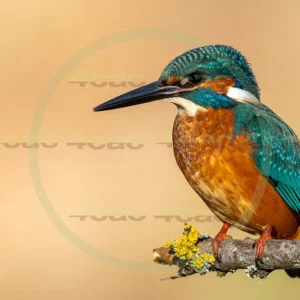 4cP013056AI生成素材