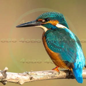 4cP013057AI生成素材