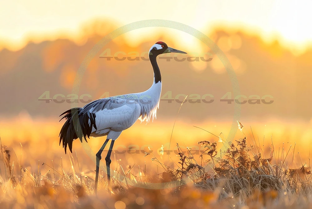 4cP013060AI生成素材