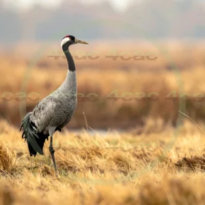 4cP013061AI生成素材