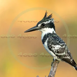 4cP013062AI生成素材