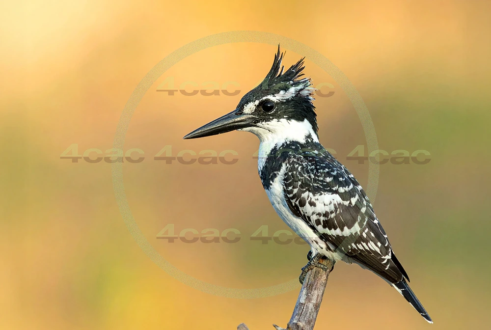 4cP013062AI生成素材