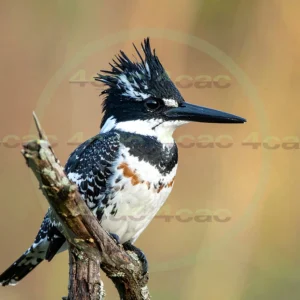 4cP013063AI生成素材