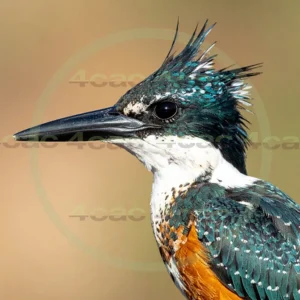 4cP013064AI生成素材