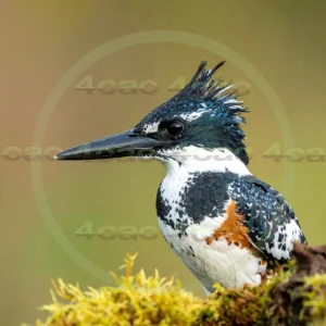 4cP013065AI生成素材