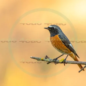 4cP013066AI生成素材