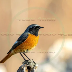 4cP013067AI生成素材