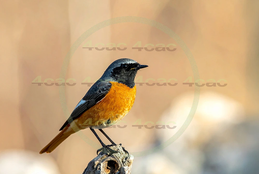 4cP013067AI生成素材