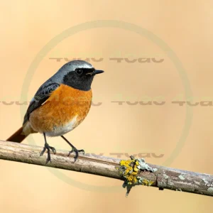 4cP013068AI生成素材