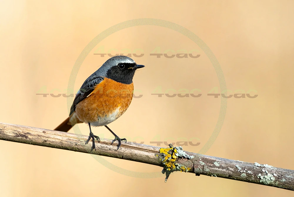 4cP013068AI生成素材