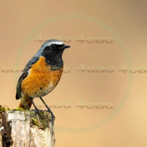 4cP013069AI生成素材