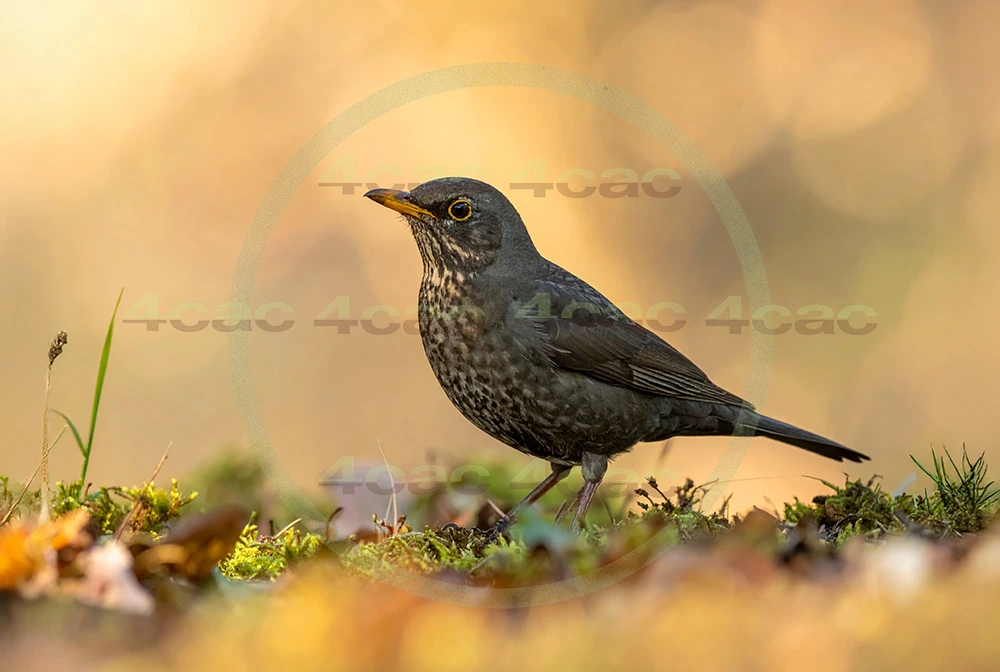 4cP013070AI生成素材