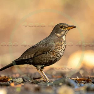 4cP013071AI生成素材