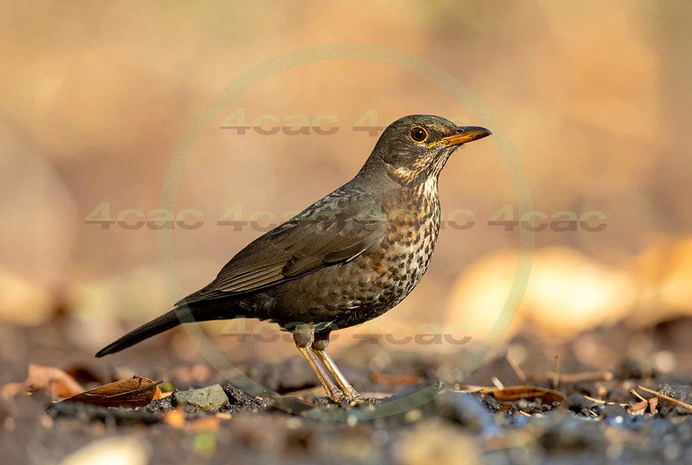 4cP013071AI生成素材