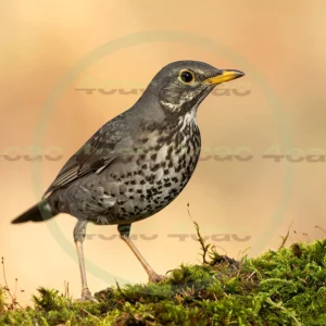 4cP013072AI生成素材