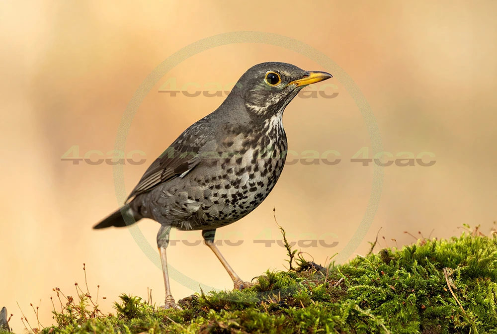 4cP013072AI生成素材