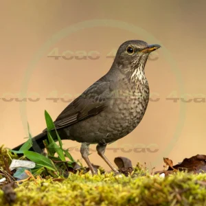 4cP013073AI生成素材