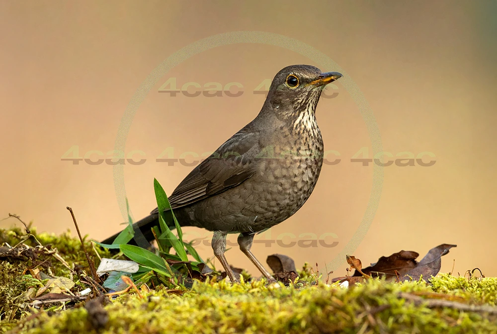 4cP013073AI生成素材