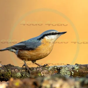 4cP013079AI生成素材