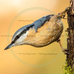 4cP013080AI生成素材