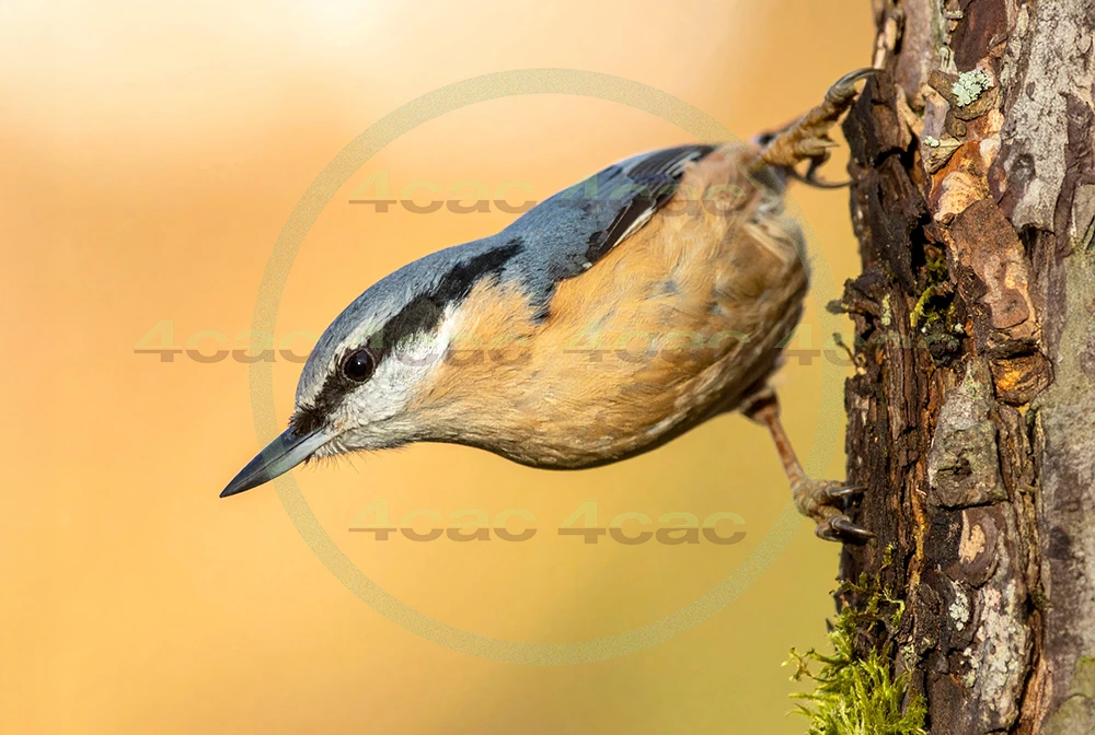 4cP013080AI生成素材