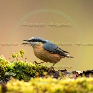 4cP013081AI生成素材