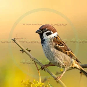 4cP013082AI生成素材