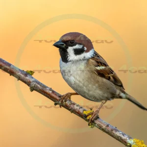 4cP013084AI生成素材