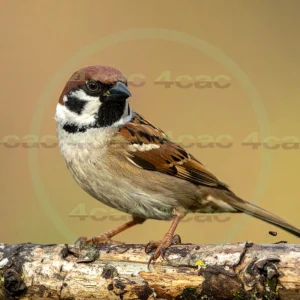 4cP013085AI生成素材