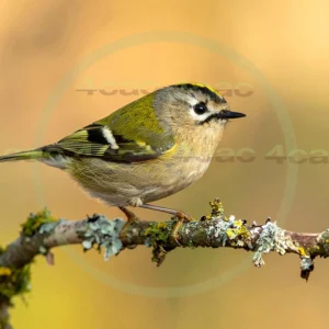 4cP013090AI生成素材