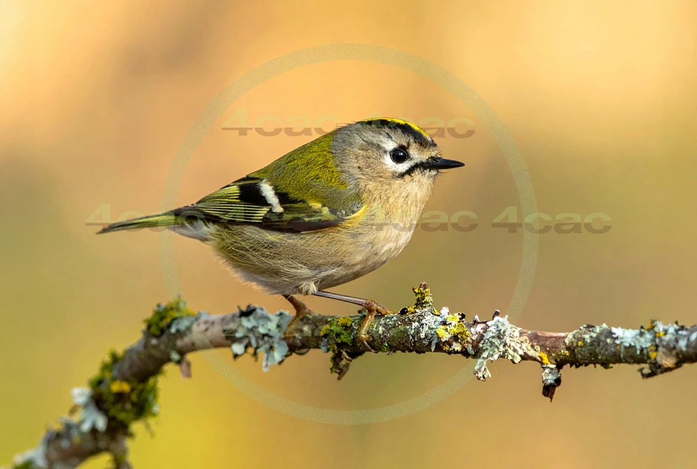 4cP013090AI生成素材