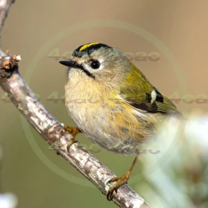 4cP013091AI生成素材