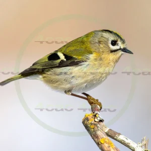 4cP013092AI生成素材