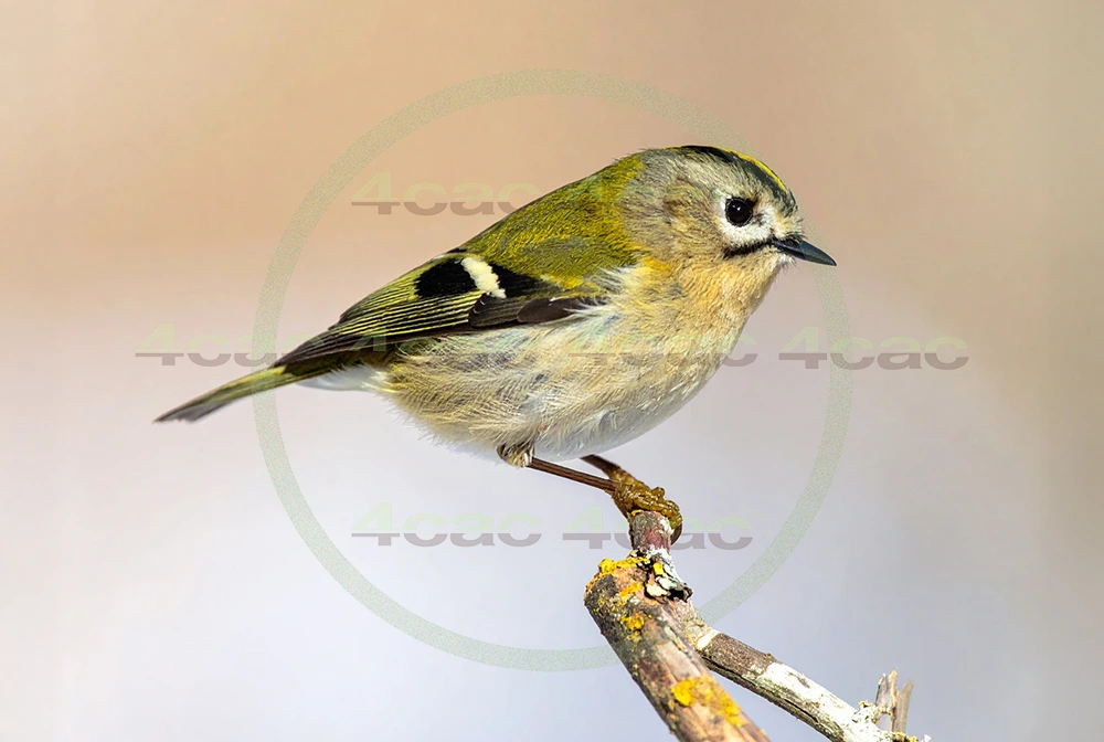 4cP013092AI生成素材