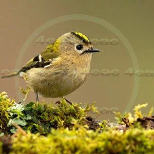 4cP013093AI生成素材