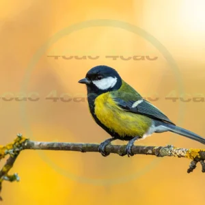 4cP013094AI生成素材