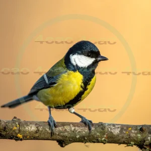 4cP013095AI生成素材